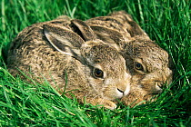 European hare leverets resting in grass {Lepus europaeus} Austria