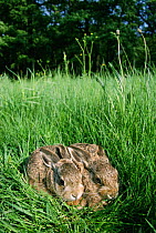 European / Brown hare leverets in grass {Lepus europaeus} Austria