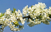 Cherry tree blossom {Prunus avium}, Germany