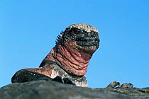 Marine iguana {Amblyrhynchus cristatus} Hood Is, Galapagos