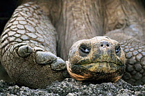 Giant tortoise {Geochelone elephantopus} Galapagos