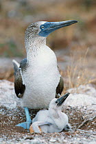 Blue footed booby with chick and egg at ground nest {Sula nebouxii} Seymour Is, Galapagos