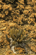 Lava cactus {Brachycereus nesioticus} growing on volcanic lava field, Isabella Is, Galapagos