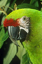Female Military macaw head portrait {Ara militaris} captive, occurs in Central and South America