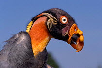 Female King vulture head portrait {Sarcorhamphus papa} occurs  in Central & South America