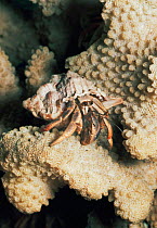 Land hermit crab on coral C {Coenobita clypeatus} West Indie
