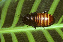 Madagascar hissing cockroach (Gromphadorhina portentosa) Captive