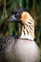 Nene or Hawaiian goose {Branta sandvicensis} captive, occurs Hawaii