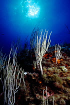 Warty coral on coral reef {Eunicella verrucosa} Menorca, Mediterranean