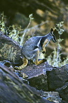 Yellow footed rock wallaby (Petrogale xanthopus) endangered species, Gawler Ranges, South Australia
