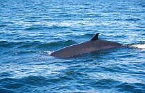 Minke whale at surface {Balaenoptera acutorostrata} North East Canada, Atlantic Ocean