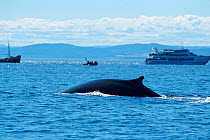 Fin whale at surface with boats {Balaenoptera physalus} North East Canada Atlantic, August 1998