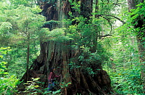 Woman standing next to Giant cedar tree, Meares Island, Clayoquot Sound Vancouver Is BC