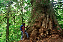 Woman standing next to Giant cedar tree, Meares Island, Clayoquot Sound, Vancouver Island, British Columbia, Canada