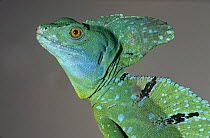 Jesus Christ lizard with flaky skin {Basiliscus basiliscus} Tortuguero NP, Costa Rica