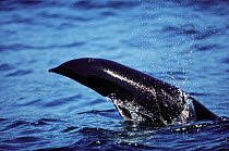 Leaping Northern right whale dolphin {Lissodelphis borealis} Monterey Bay, California, USA