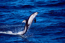 Pacific white sided dolphin tail walking {Lagenorhynchus obliquidens} Monterey Bay USA.