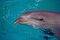 Hybrid dolphin - Wholphin - False killer whale x Bottle nosed dolphin, Hawaii. {Pseudorca crassidens} x {Tursiops truncatus}