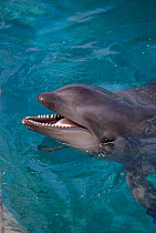Hybrid dolphin - Wholphin - False killer whale x Bottle nosed dolphin, Hawaii. {Pseudorca crassidens} x {Tursiops truncatus}
