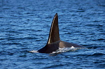 Dorsal fin of Killer whale {Orca orcinus} North Island, New Zealand.