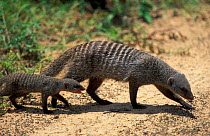 Banded mongoose with baby {Mungos mungo} Botswana, Southern Africa