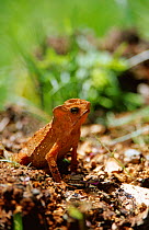 Crested toad portrait {Bufo typhonius} Tambopata Reserve, Centre Peru, South America