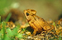 Crested toad portrait {Bufo typhonius} Tambopata Reserve, Peru, South America