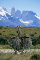 Darwin's rhea {Rhea pennata} Torres del Paine NP, Patagonia, Chile, South America