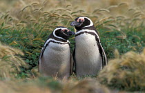Magellanic penguin pair {Spheniscus magellani} Patagonia, Chile