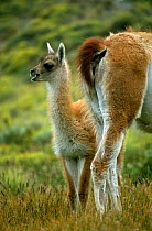 Guanaco {Lama guanicoe}young besdie mother, Torres del Paine NP, Patagonia, Chile