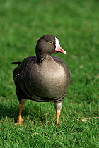 Lesser white fronted goose {Anser erythropus} Norfolk, UK