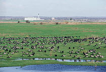 Brent geese grazing on water meadow, Farlington marshes, Hampshire, UK.