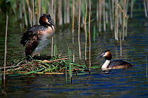 Great crested grebe pair at nest {Podiceps cristatus} River Avon, Hampshire, UK