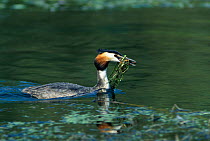 Great crested grebe carrying weed for nest {Podiceps cristatus} River Avon, Hampshire, UK