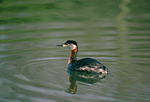 Red necked grebe {Podiceps grisegena} on water