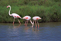 Greater flamingoes feeding in water {Phoenicopterus ruber} Camargue, France