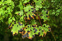 Tar spot fungus {Rhytisma acerinum} on Sycamore {Acer sp} leaves. UK