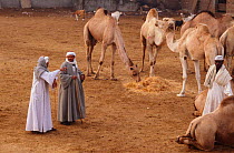 Camel buyers at market, Cairo, Egypt