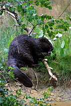 Eurasian beaver {Castor fiber} - bred in captivity prior to release into wild, UK