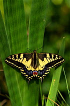 Swallowtail butterfly sunning {Papilio machaon} UK