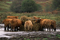 Limousin cross cattle feeding on silage  in winter{Bos taurus} Scotland, UK