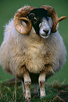 Scottish black-faced breed ram {Ovis aries} Scotland, UK