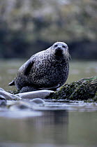 Common seal hauled out {Phoca vitulina} Islay, Argyll, Scotland