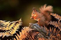 RF- Red squirrel in autumn (Sciurus vulgaris). Strathspey, Scotland, UK. (This image may be licensed either as rights managed or royalty free.)