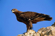Steppe eagle, 1st winter {Aquila rapax nipalensis} Muscat, Oman, Middle East