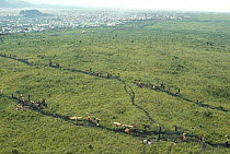 Aerial view of Rwandan hutu refugees removing 900 tons of wood per day from Virunga NP for fuel, Democratic Republic of Congo