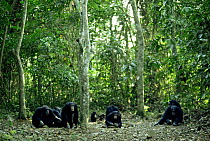 Group of Chimpanzees {Pan troglodytes} nut cracking in rainforest clearing, Guinea, West Africa