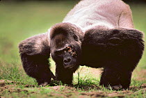 Male Western lowland gorilla silverback eating soil in bai {Gorilla gorilla gorilla} Odzala NP, Republic of Congo