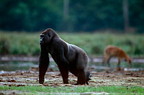 Western lowland gorilla {Gorilla gorilla gorilla} silverback knuckle walking, Lokoue Bai, Odzala NP, Congo