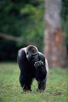 Male Western lowland gorilla (Gorilla gorilla gorilla) feeding in bai, facial scars as result of human disease picked up by wild gorillas, Odzala NP, Democratic Republic of Congo, Central Africa